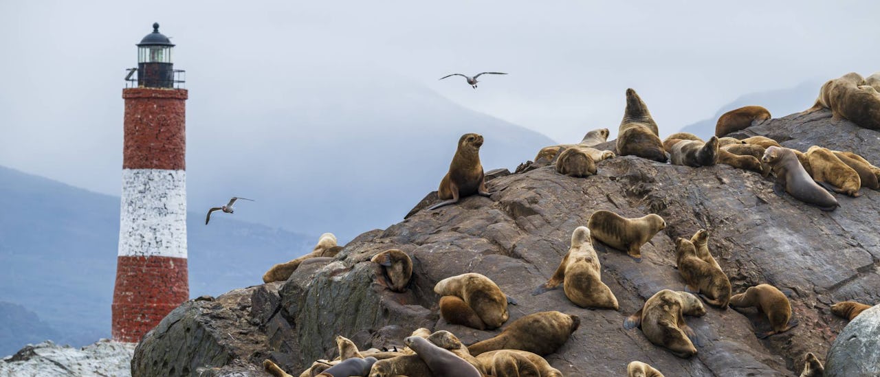 A sea lion colony at the Les Eclaireurs Lighthouse in Ushuaia,Argentina