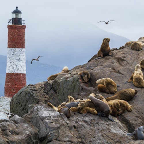 A sea lion colony at the Les Eclaireurs Lighthouse in Ushuaia,Argentina