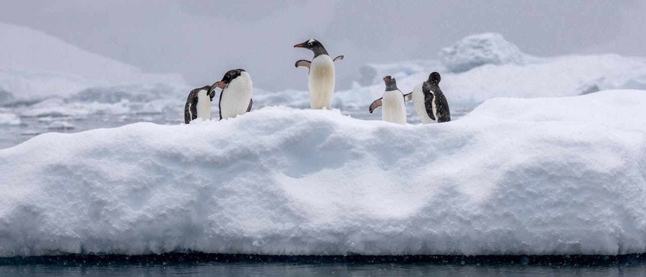 Penguins on an iceberg in Paradise Bay, Antarctica