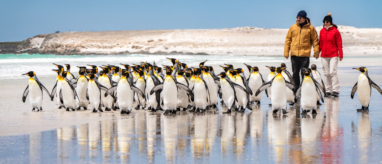 A penguin colony on the Falkland Islands