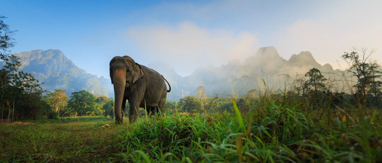 Elephant & Jungle Safari Tour at Elephant Hills Camp in Khao Sok, Thailand