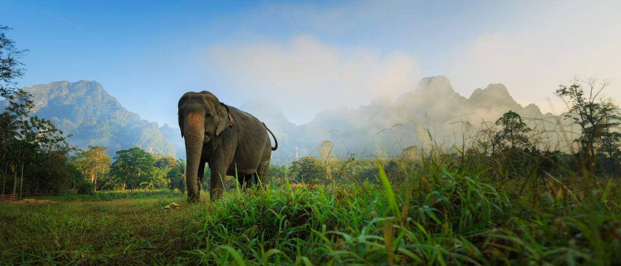 Elephant & Jungle Safari Tour at Elephant Hills Camp in Khao Sok, Thailand