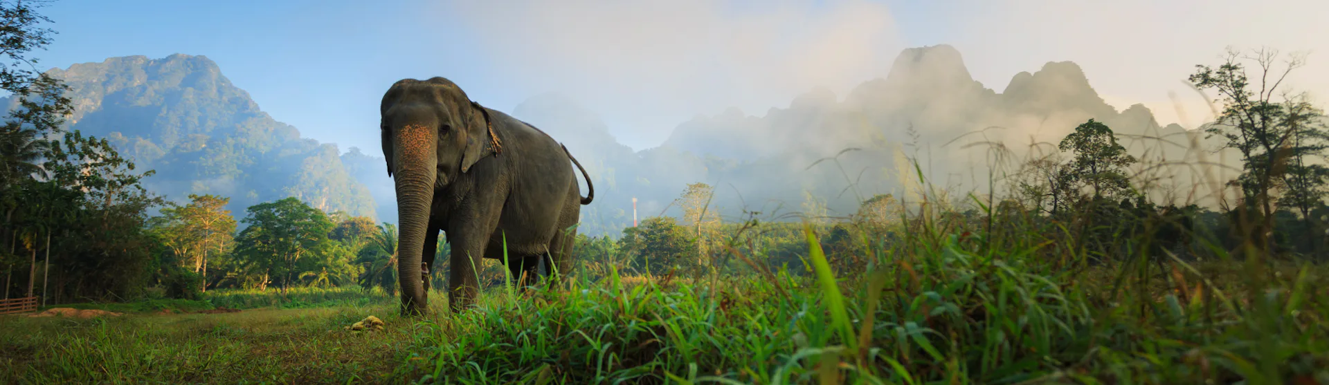 Elephant & Jungle Safari Tour at Elephant Hills Camp in Khao Sok