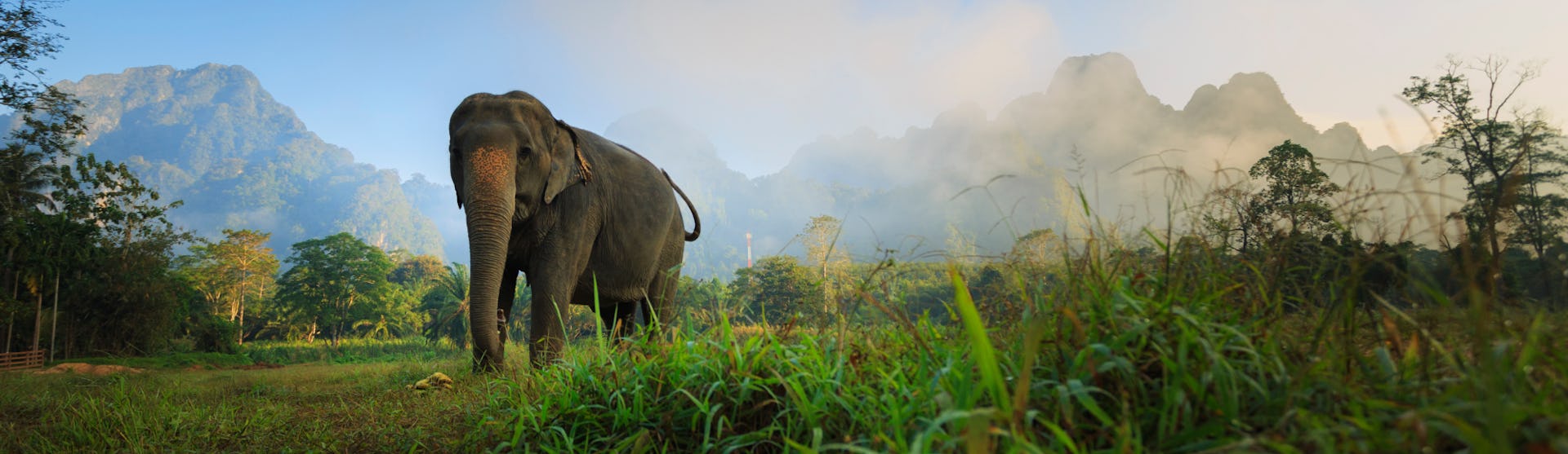 Elephant & Jungle Safari Tour at Elephant Hills Camp in Khao Sok