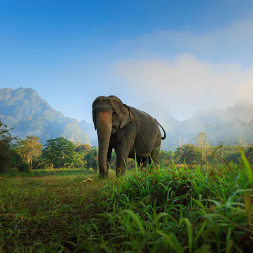 Elephant & Jungle Safari Tour at Elephant Hills Camp in Khao Sok