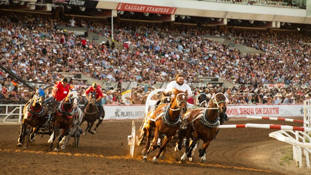 A chuckwagon race at the Calgary Stampede