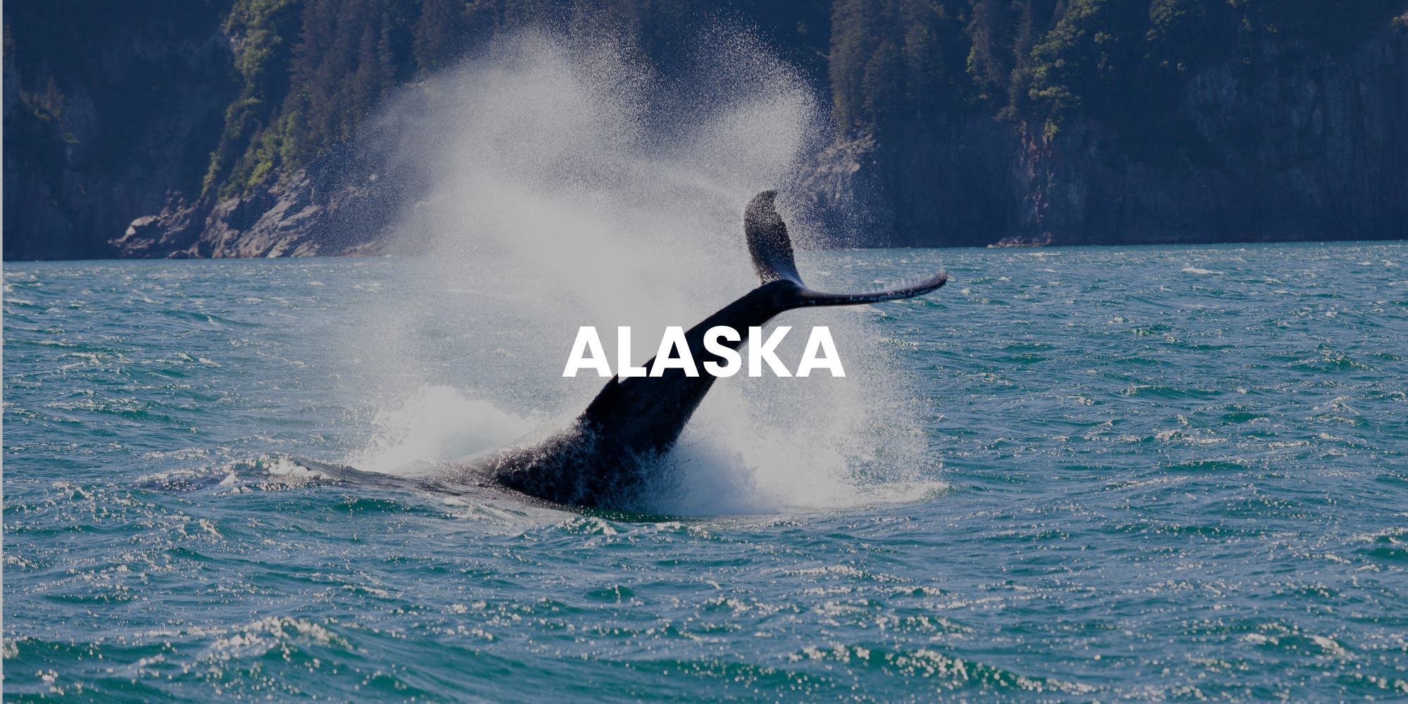 Whale tail in Alaska