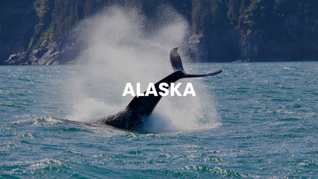 Whale tail in Alaska