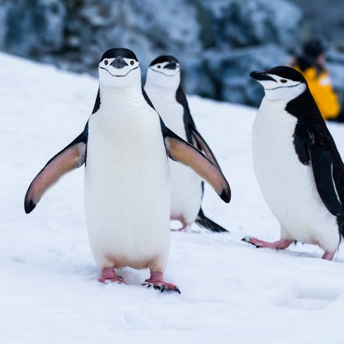 Penguins in Antarctica