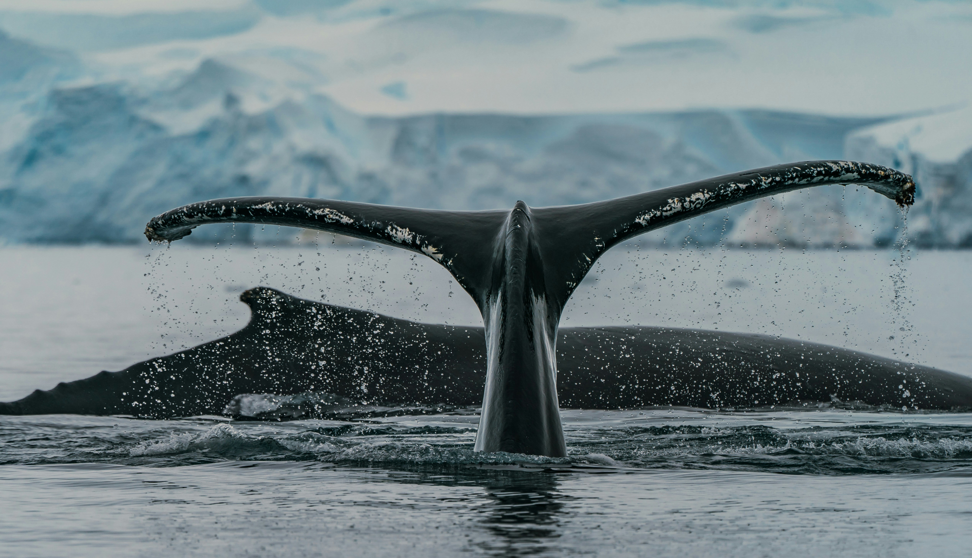 Late Season (February–March)