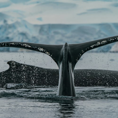 Late Season (February–March)