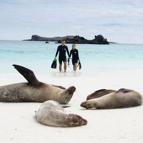 Guided Island Landings