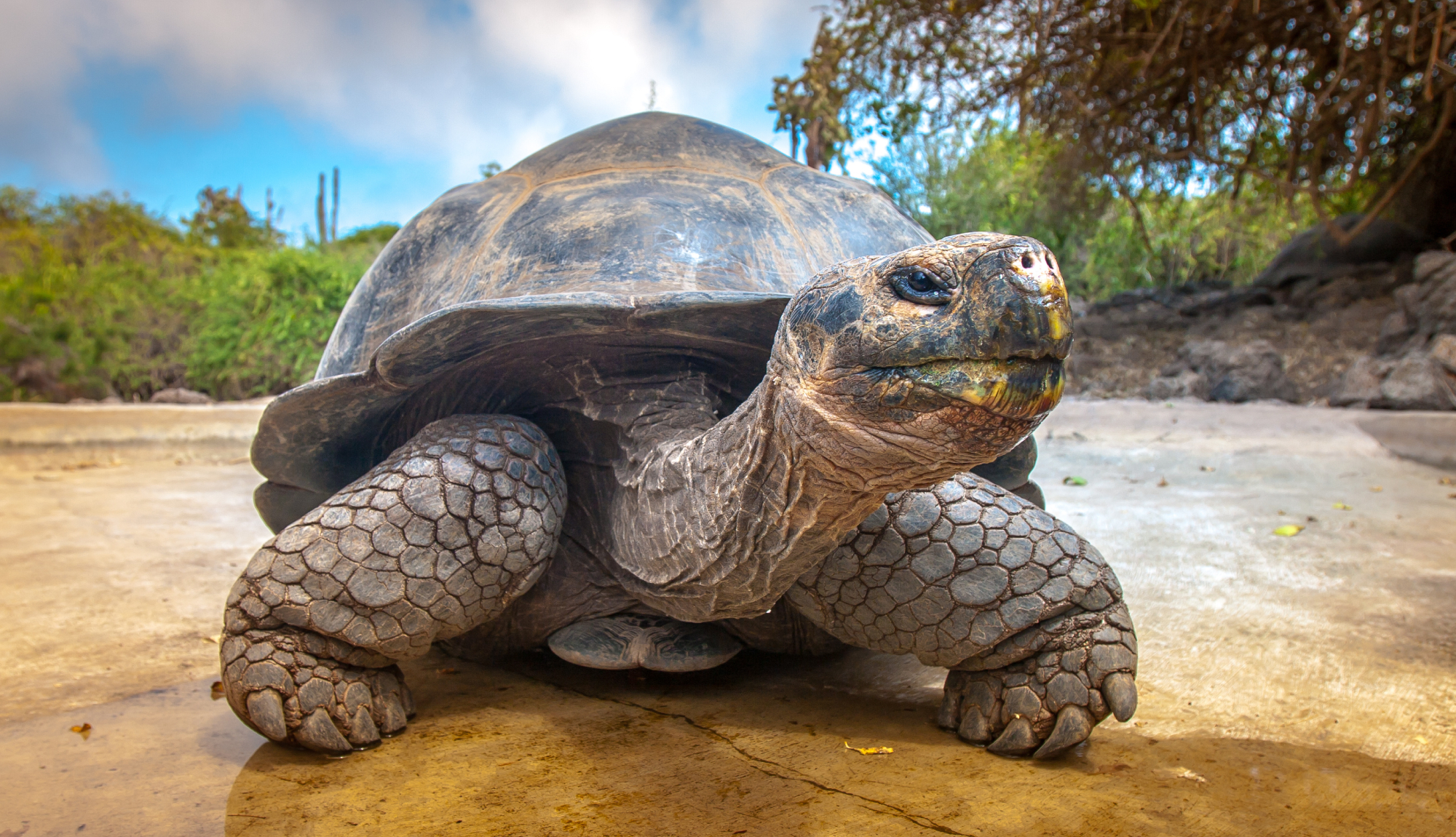 Galápagos Islands, Ecuador - Giant Tortoise
