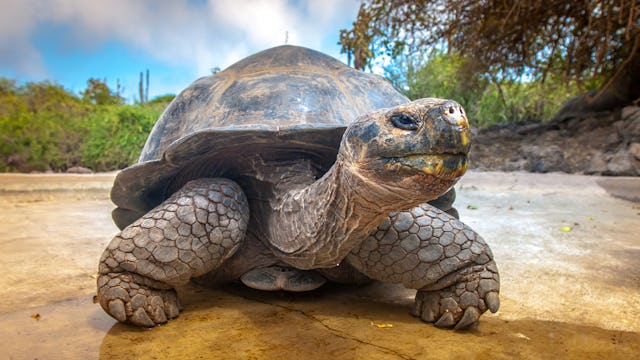 Galápagos Islands, Ecuador - Giant Tortoise