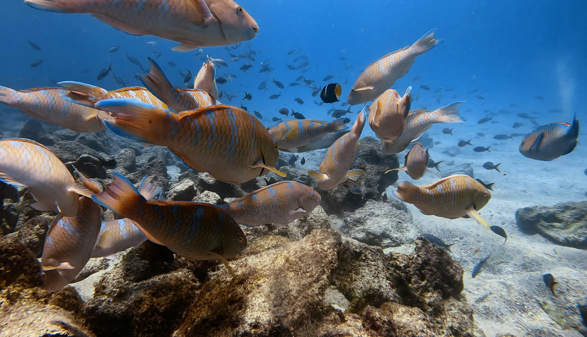 Galápagos Islands, Ecuador - Fish