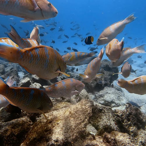 Galápagos Islands, Ecuador - Fish