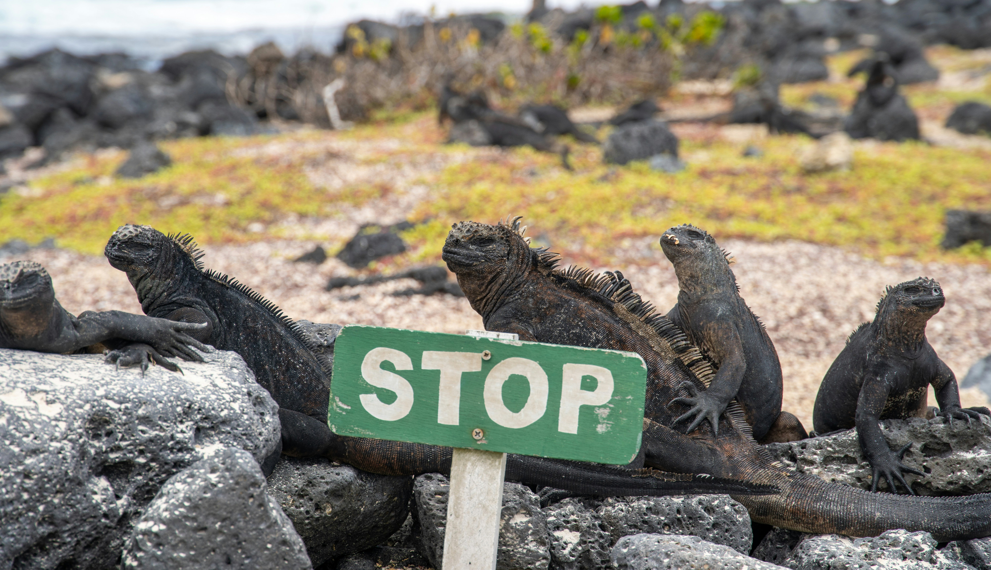 Galápagos Islands, Ecuador - Iguanas in front of a Stop sign