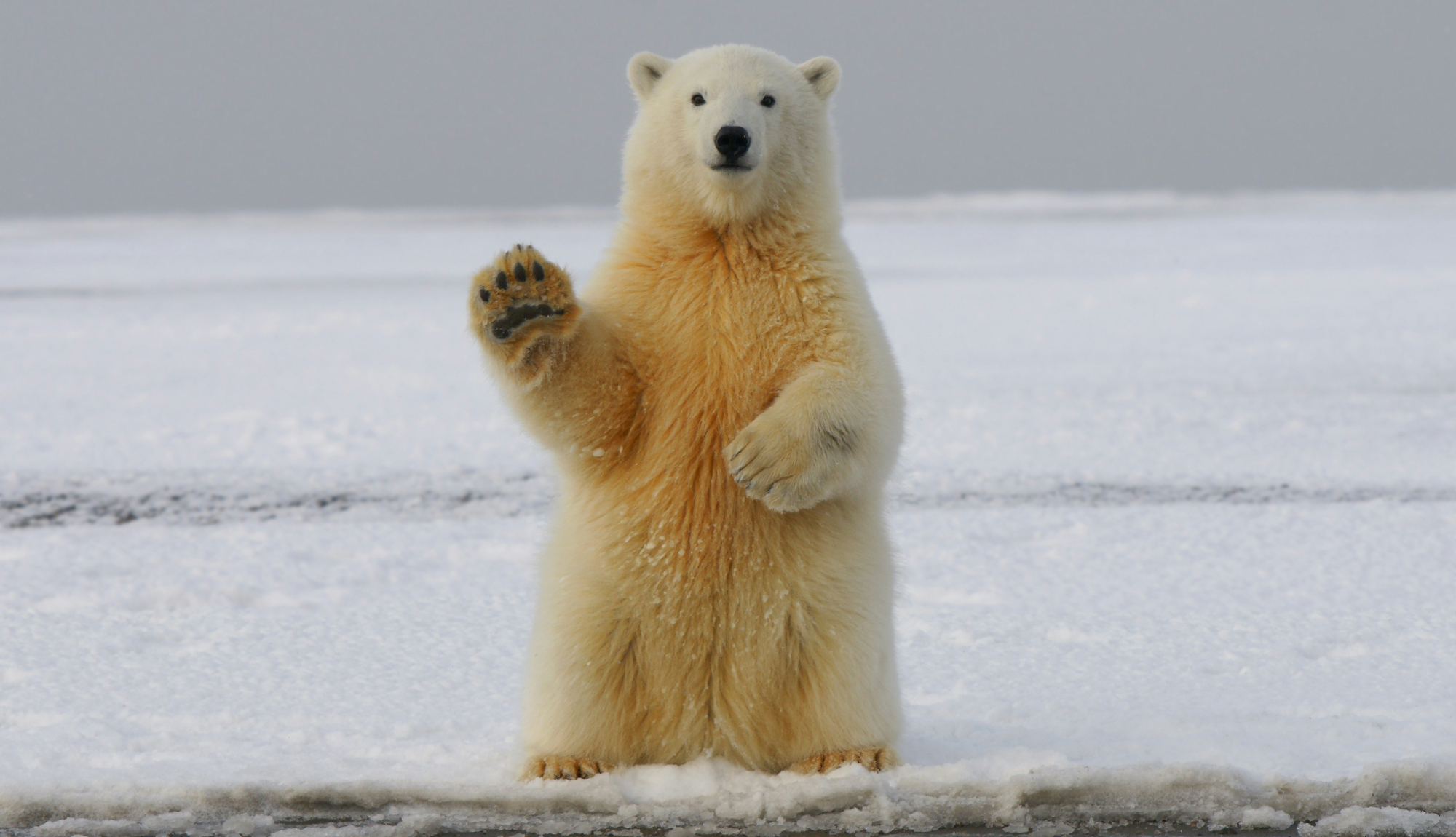 Arctic Expedition Cruises - Polar Bear
