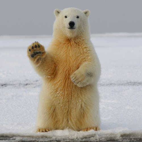 Arctic Expedition Cruises - Polar Bear