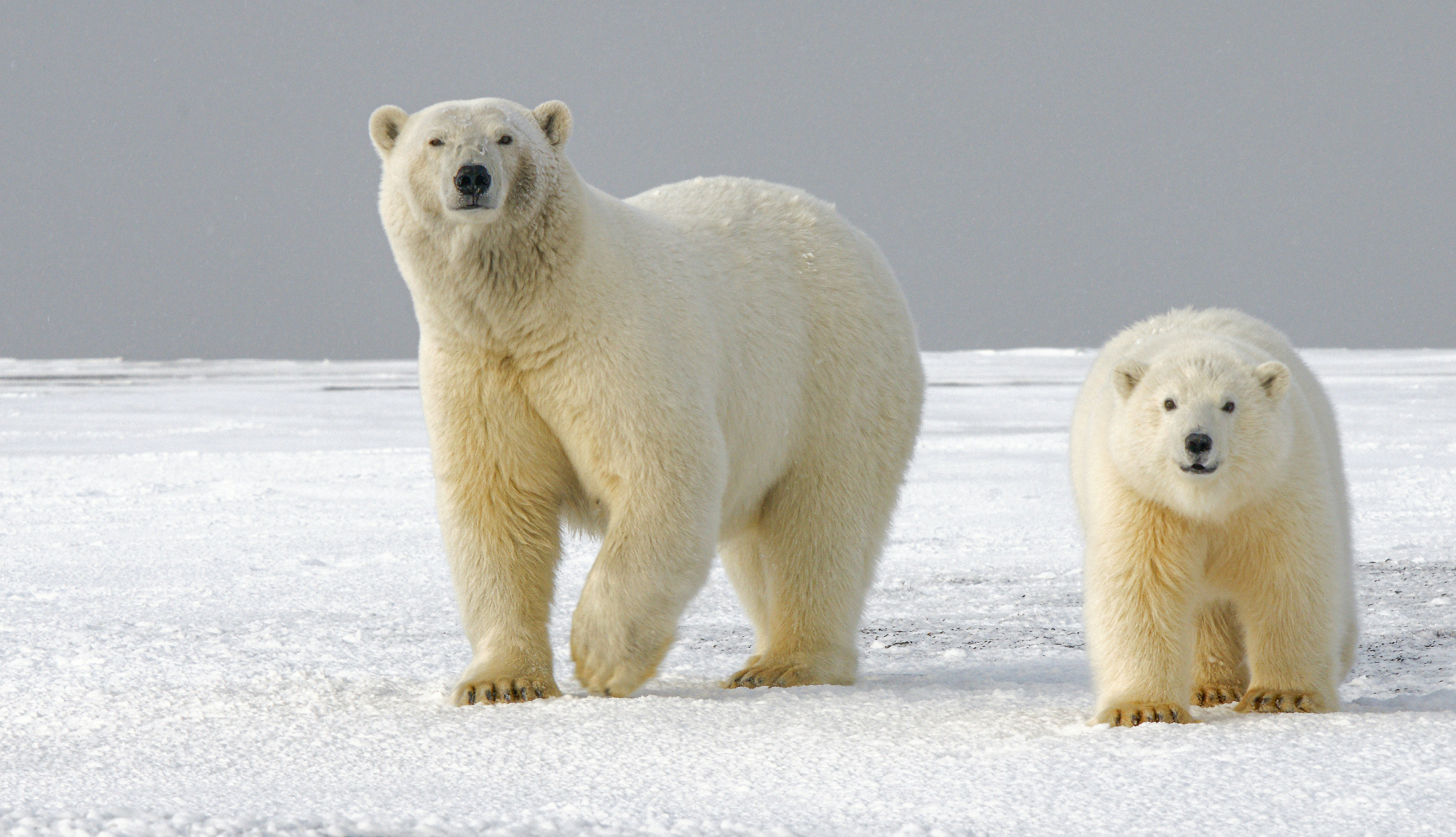 Arctic Expedition Cruises - Polar Bears Cub
