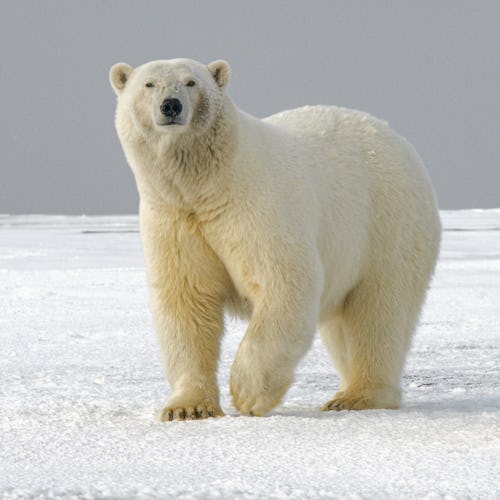 Arctic Expedition Cruises - Polar Bears Cub