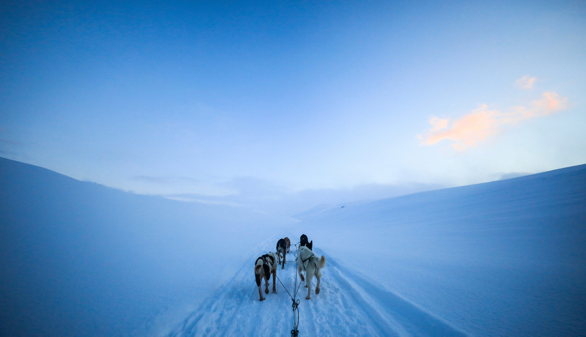 Arctic Expedition Cruises - dog sledge