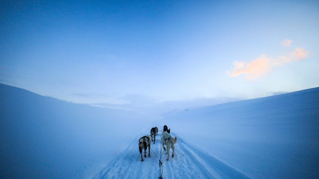 Arctic Expedition Cruises - dog sledge