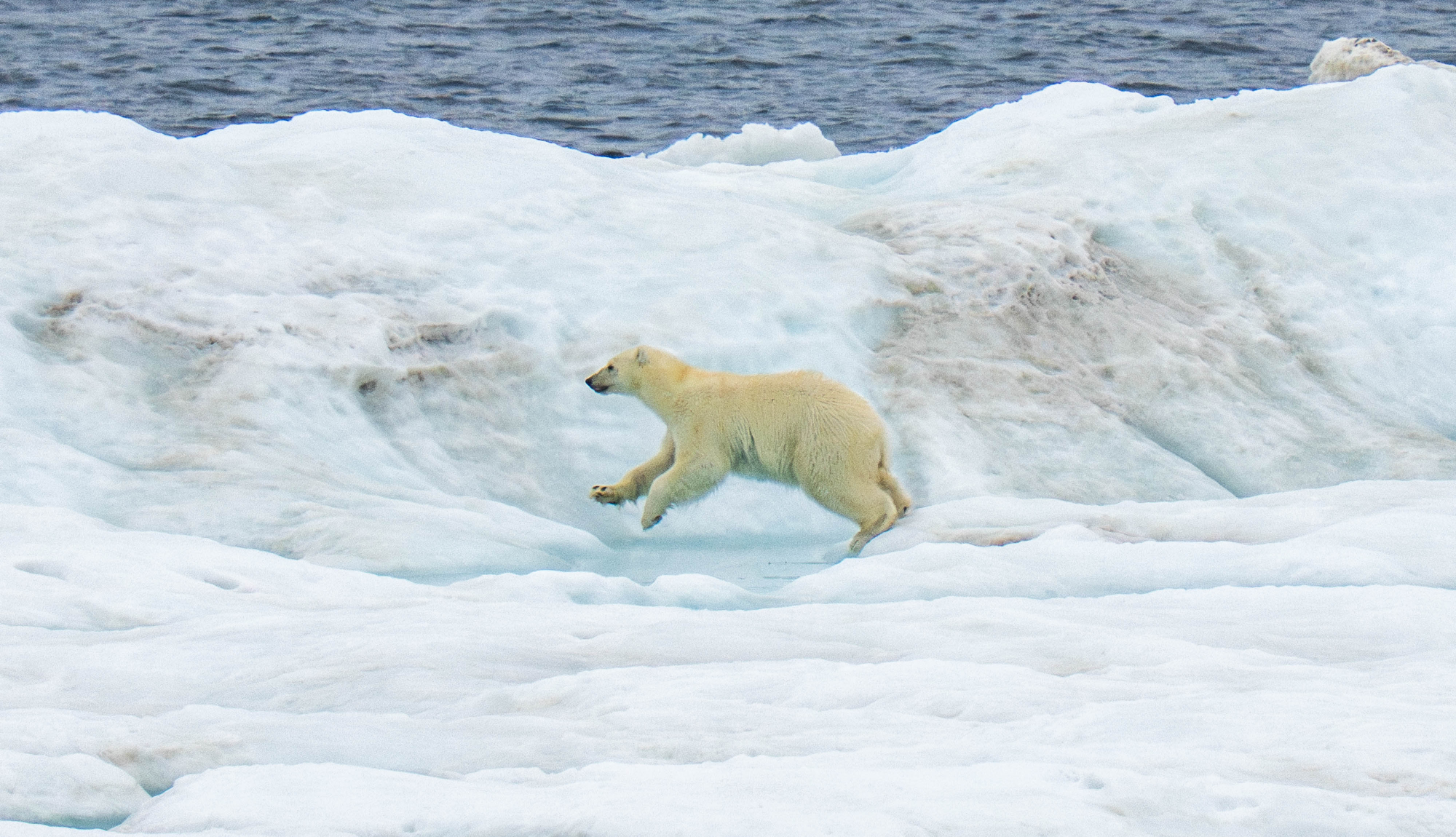 Arctic Expedition Cruises - polar bear jumping