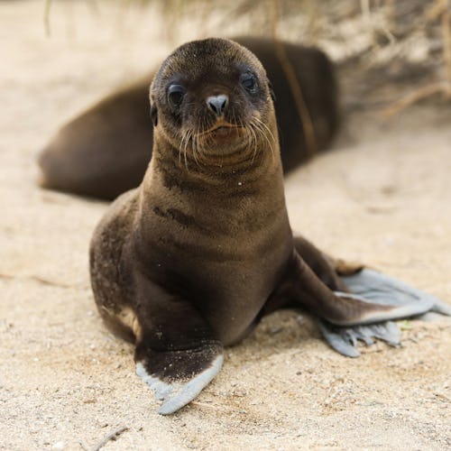 Galapagos Islands seal baby cub