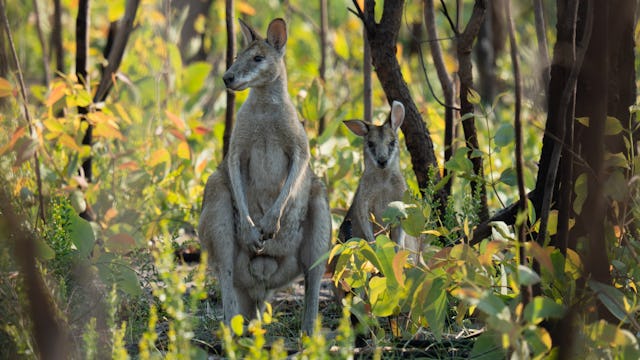 The Kimberley Expedition Cruises - Kangaroo in the bush