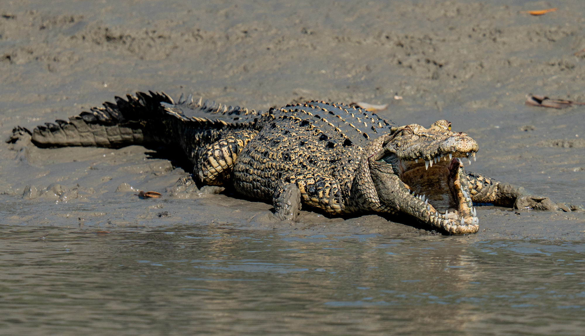 The Kimberley Expedition Cruises - Crocodile
