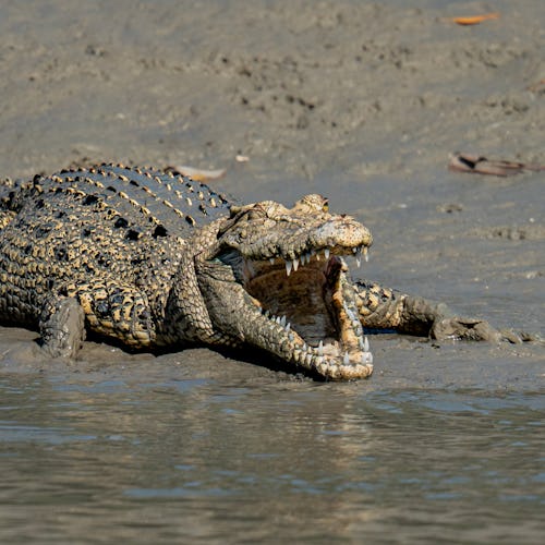 The Kimberley Expedition Cruises - Crocodile
