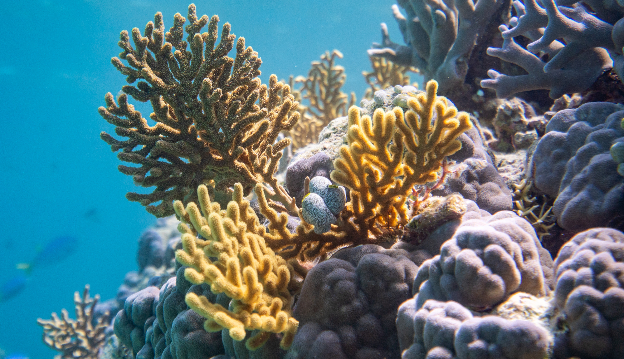 The Kimberley Expedition Cruises - Ashmore Reef