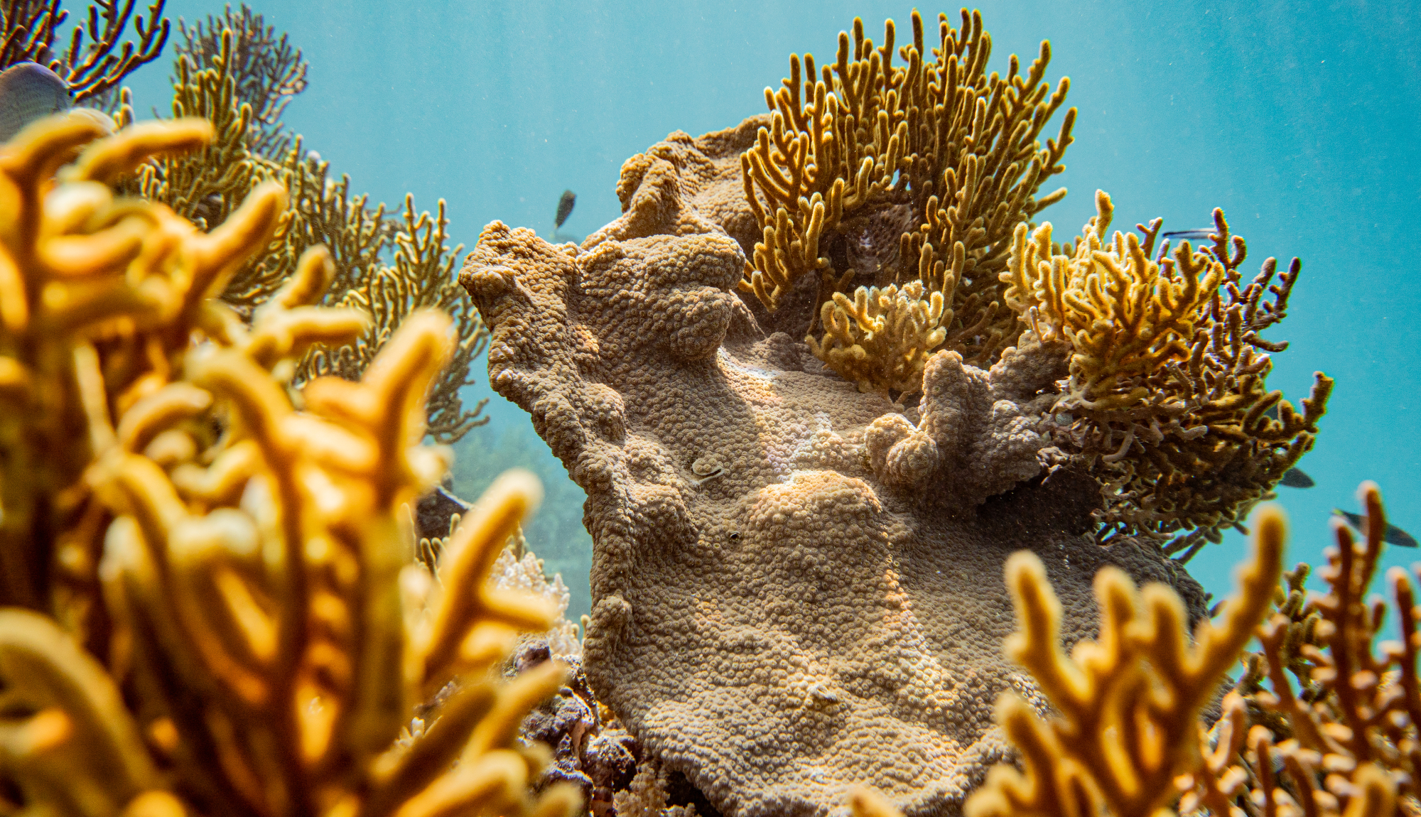 The Kimberley Expedition Cruises - Hunter River Coral Reef