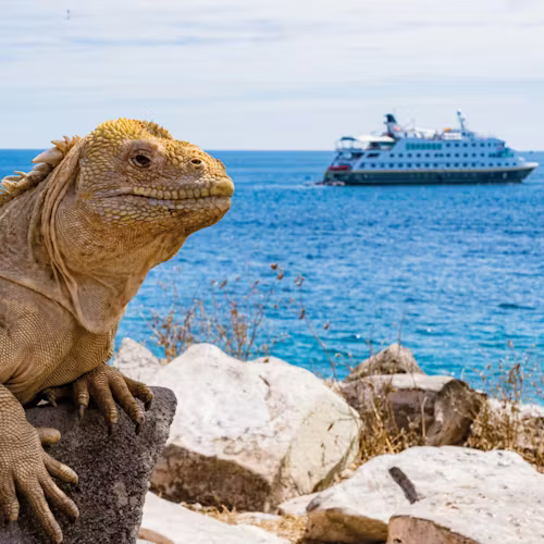 HX Expeditions - MS Santa Cruz II Galapagos Iguana