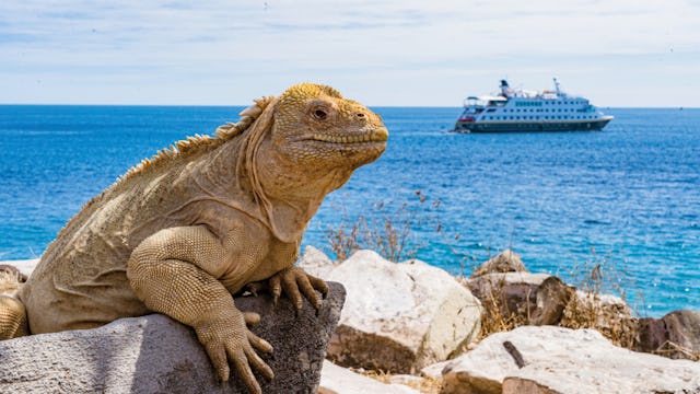 HX Expeditions - MS Santa Cruz II Galapagos Iguana