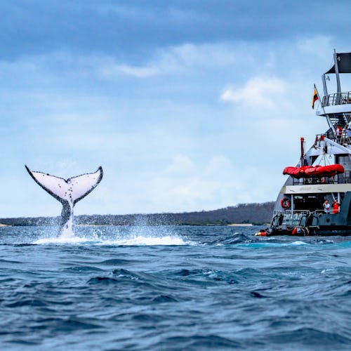 HX Expeditions - MS Santa Cruz II Galapagos Whale