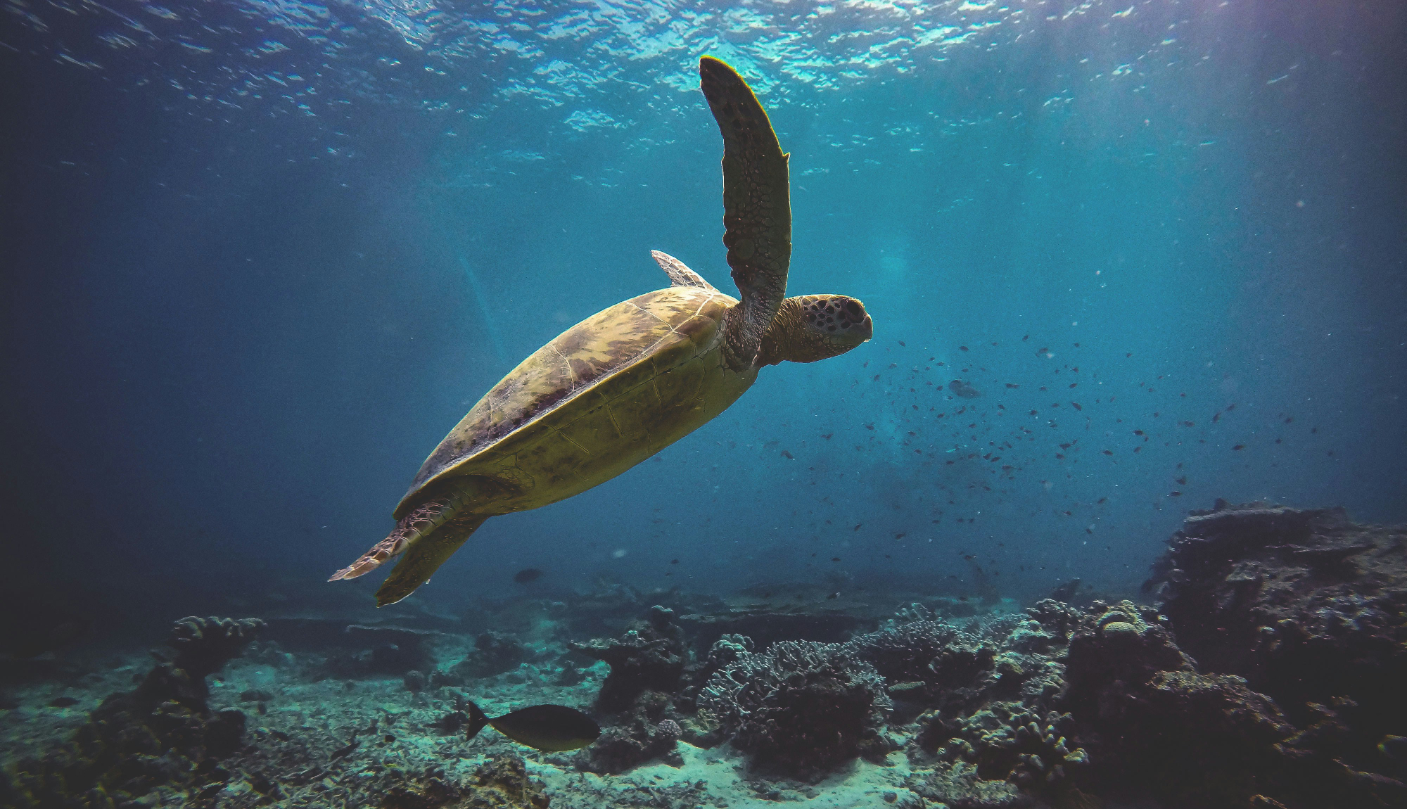 Indian Ocean Expedition - Turtle