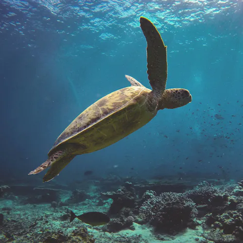 Indian Ocean Expedition - Turtle