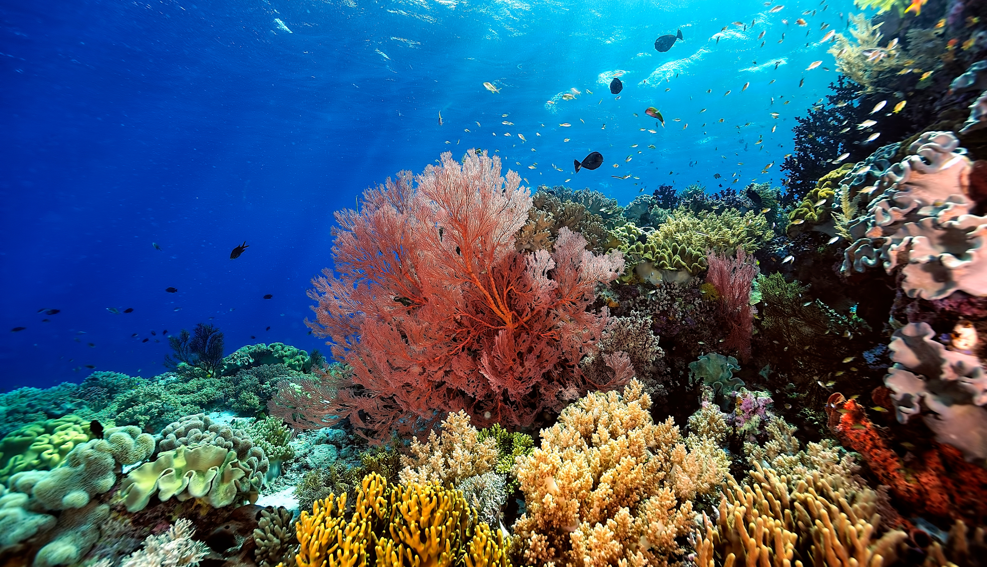 Indian Ocean Expedition - Coral Reef