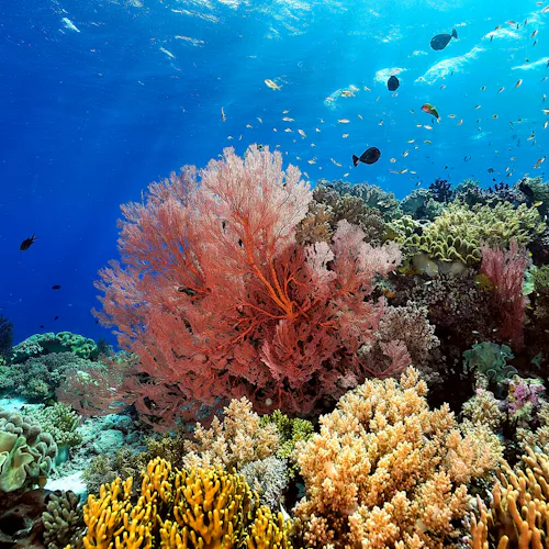 Indian Ocean Expedition - Coral Reef