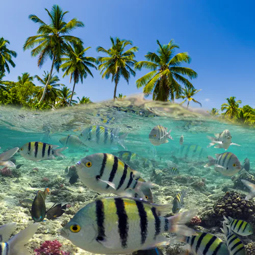 Indian Ocean Expedition - Tropical Fish Underwater