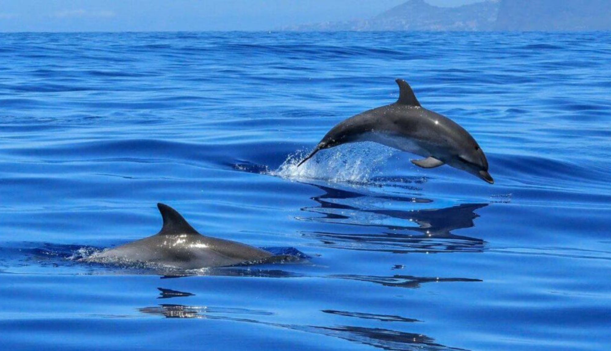 Indian Ocean Expedition - Port Louis Mauritious Dolphins