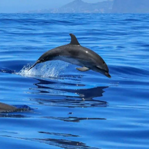 Indian Ocean Expedition - Port Louis Mauritious Dolphins