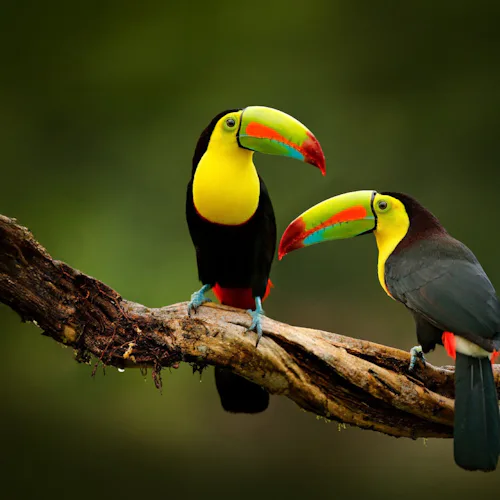 Panama Canal toucans frm a cruise