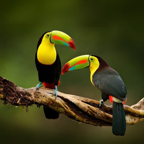 Panama Canal toucans frm a cruise