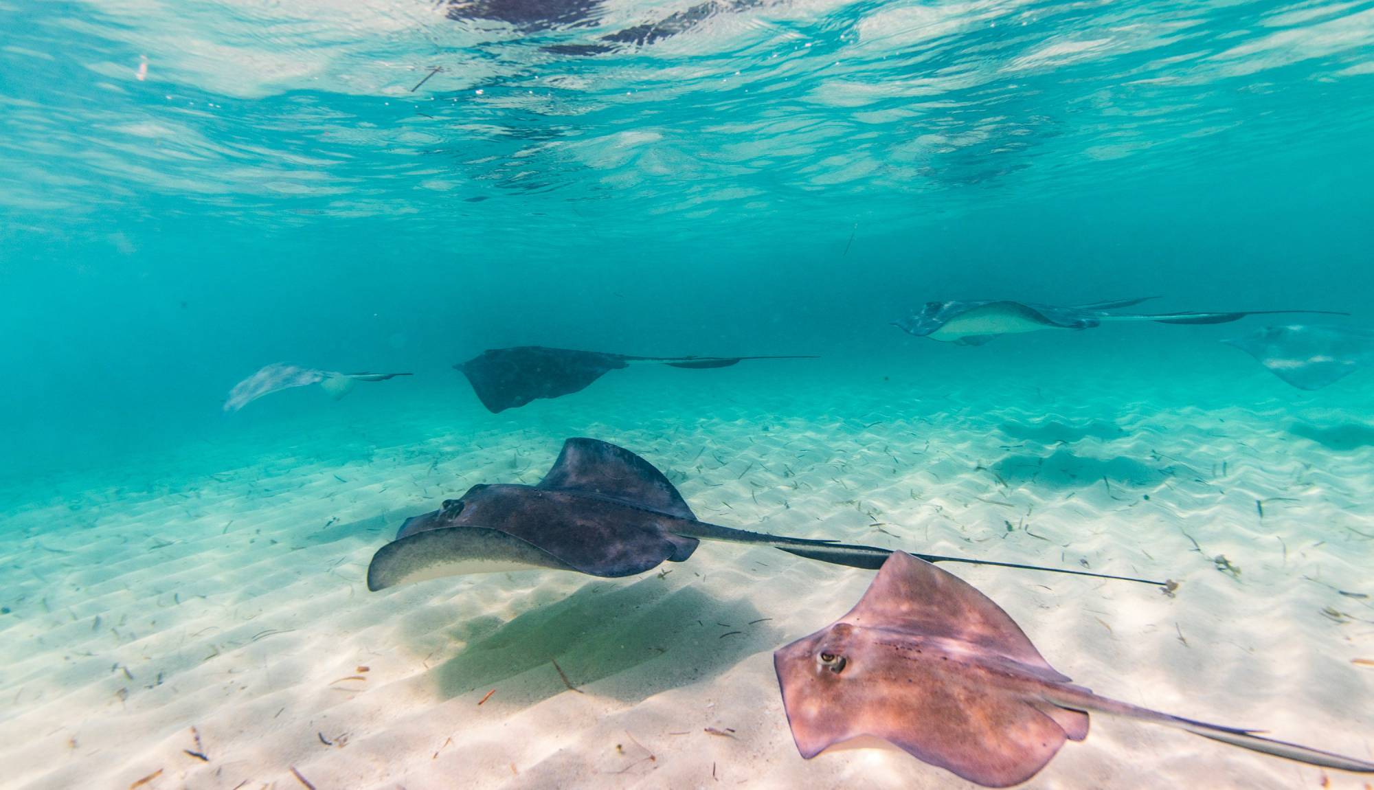 Virgin Voyages - Bimini Beach Club - Stingray excursions
