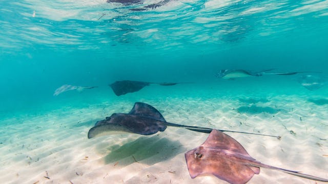 Virgin Voyages - Bimini Beach Club - Stingray excursions
