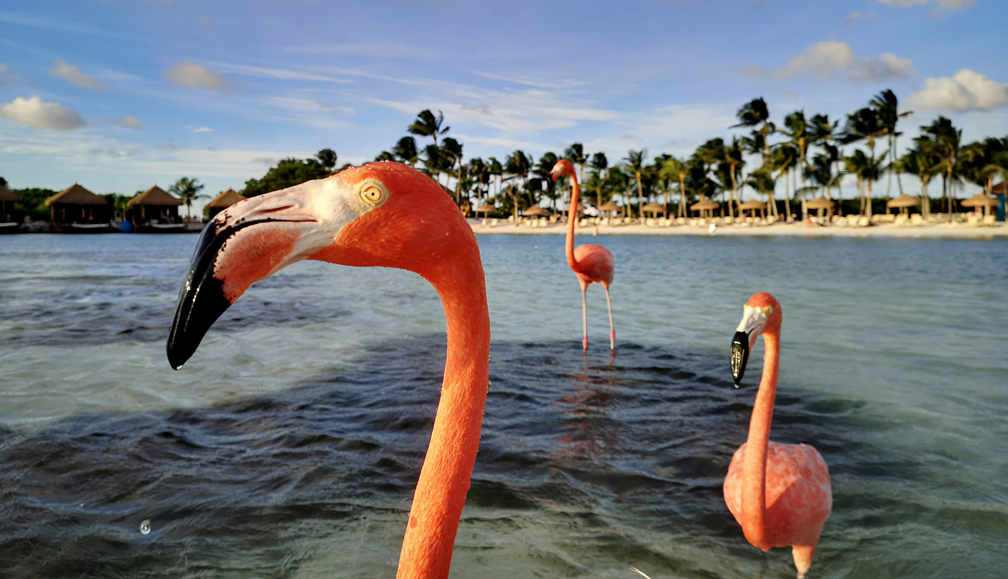 Aruba flamingos
