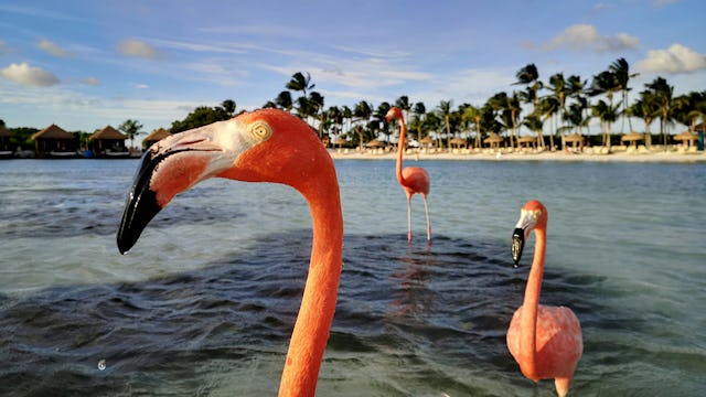 Aruba flamingos